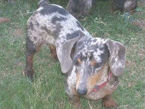 Blue/tan Dapple Dachshund