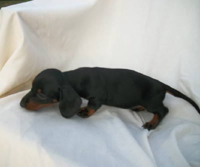 Black/tan