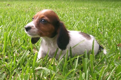 Red Piebald long coat, carries dilute