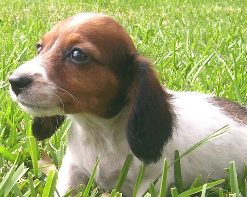 Red Piebald Long coat @ Country Dachshund Kennel in Texas