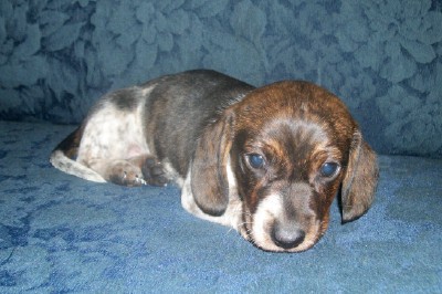 Red Brindle Piebald MS Mini Dachshund Puppy