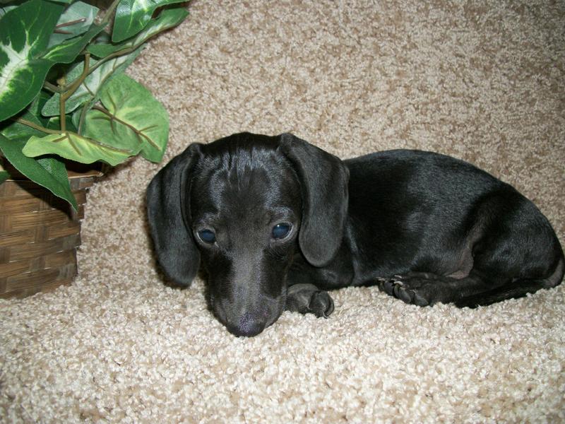 blue mini dachshund puppies for sale www countrydachshundkennel blue mini dachshund puppies for sale www countrydachshundkennel
