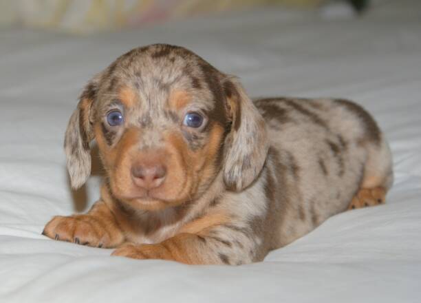 Chocolate/tan Dapple smooth coat male