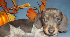 blue/tan Piebald MS Mini Dachshund Puppy