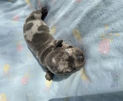 blue/tan Piebald MS Mini Dachshund Puppy