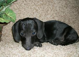 Solid Black MS Miniature Dachshund